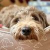 ragdog